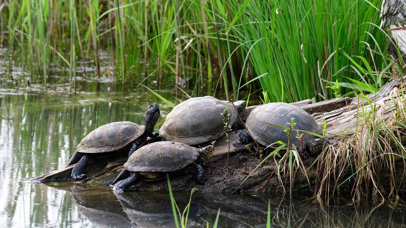 Autósok, figyelem, kezdődik a teknősvándorlás