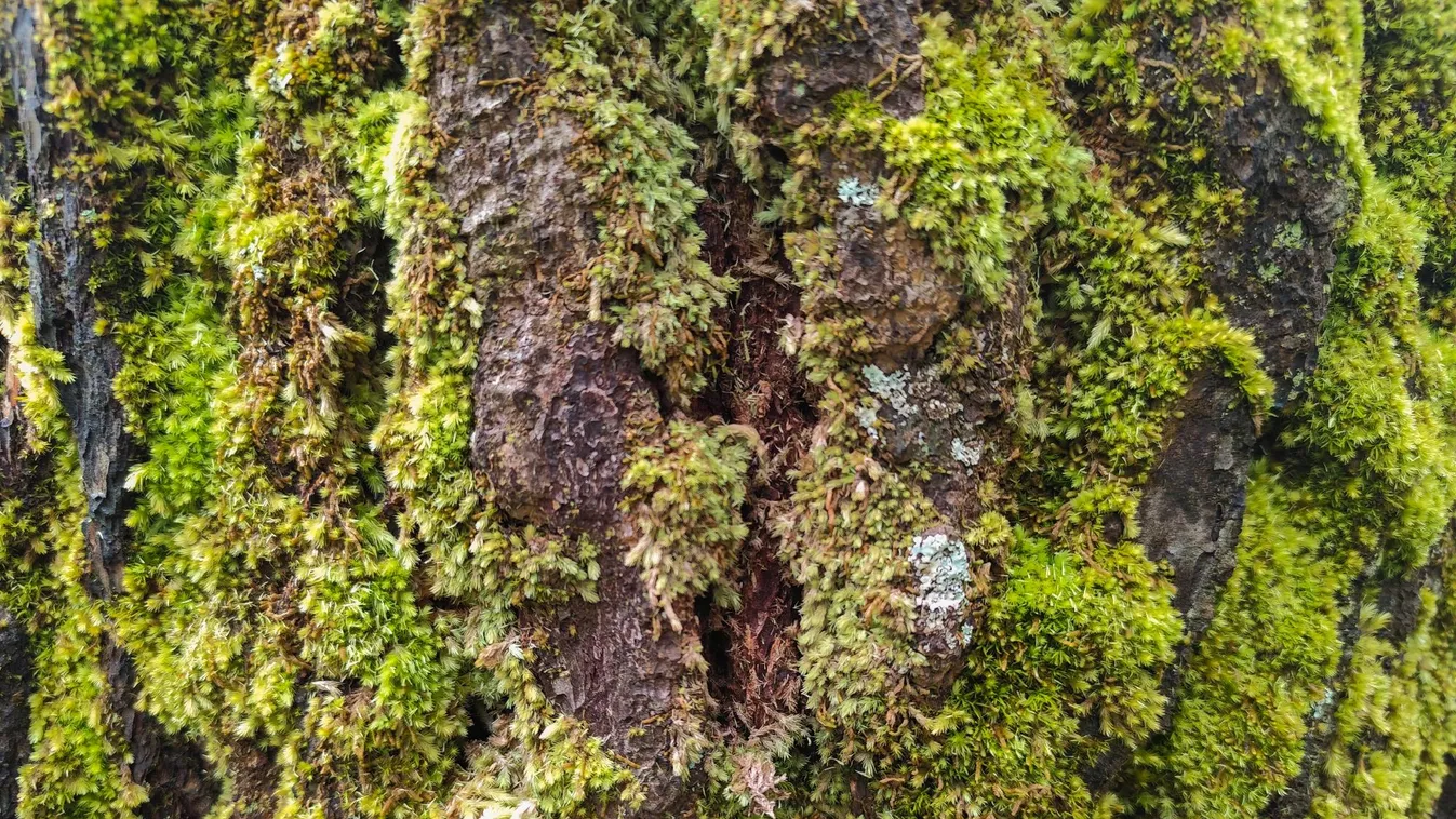 Több mint 200 kiló moha tűnt el