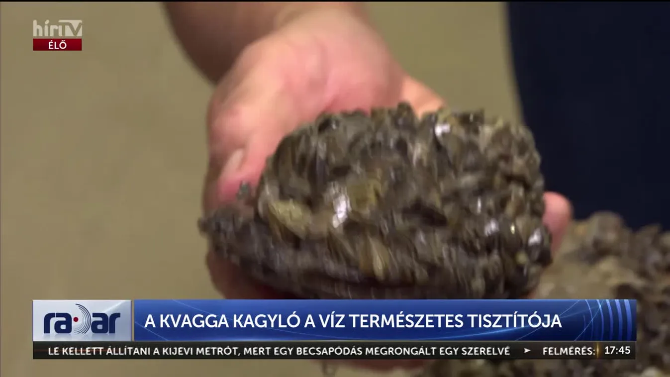 Radar - A KVAGGA KAGYLÓ A VÍZ TERMÉSZETES TISZTÍTÓJA