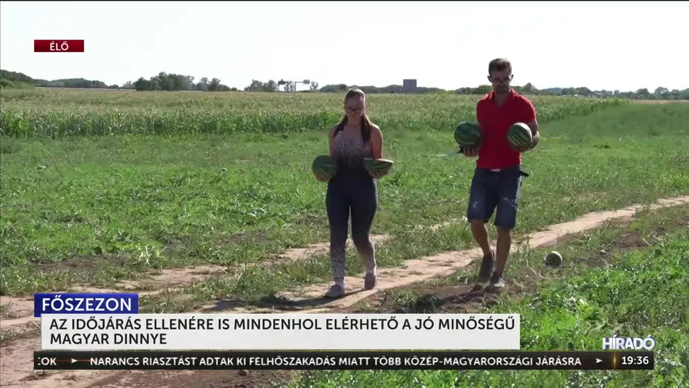 Mindenhol elérhető a jó minőségű magyar dinnye