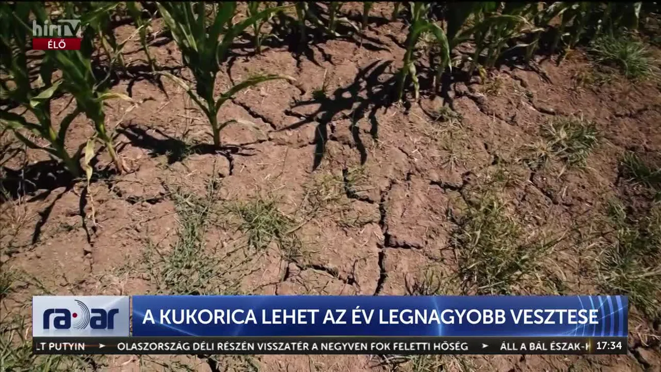 Radar - A kukorica lehet az év legnagyobb vesztese