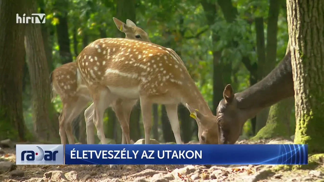 Radar – Életveszély az utakon