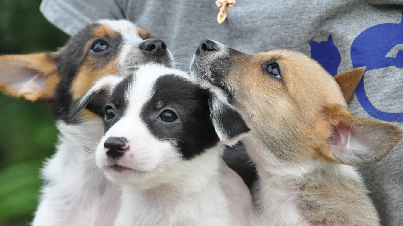 Megrohamozták a milliárdos pályázatot az állatvédők