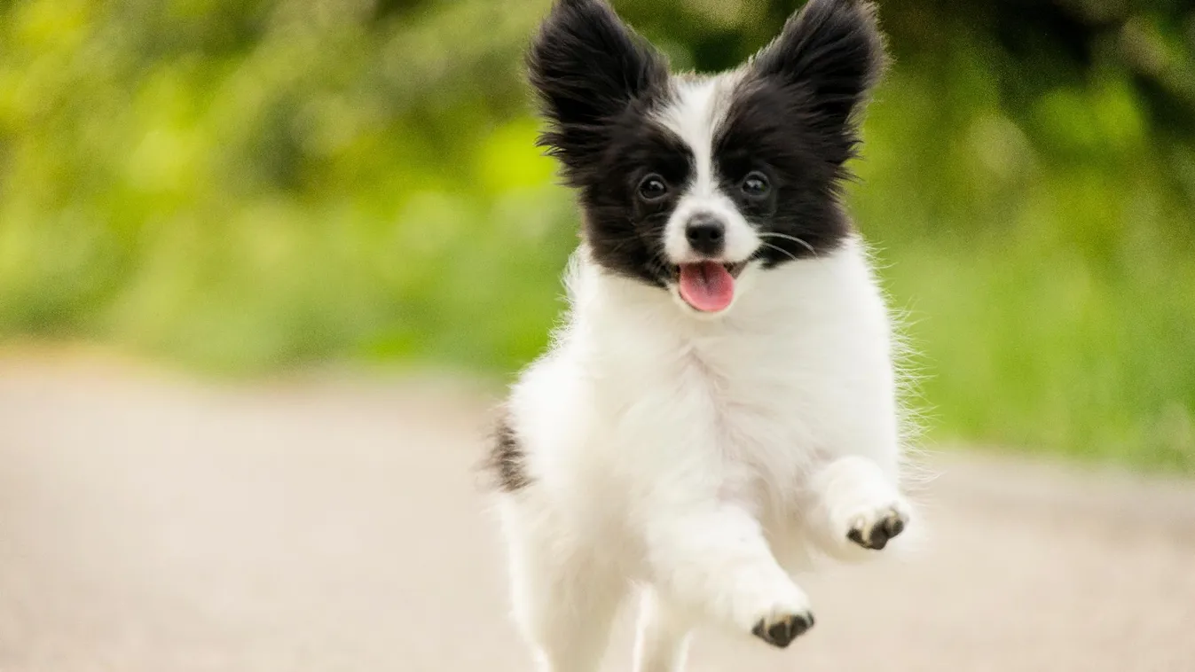 ELTE-kutatás: a kutyák orrhossza és viselkedése összefügg