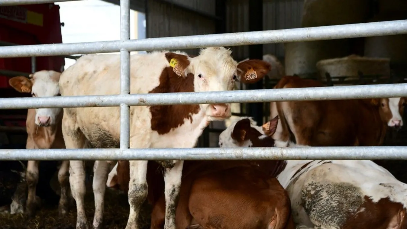 Terjed a fertőző csomós bőrgyulladás Franciaországban