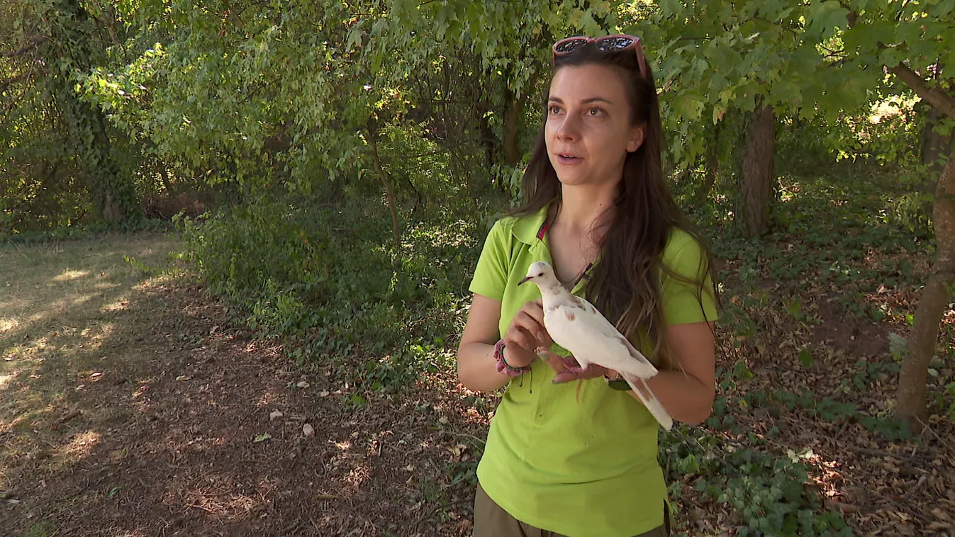 Radar – Balsorsú szárnyas koldusok + videó