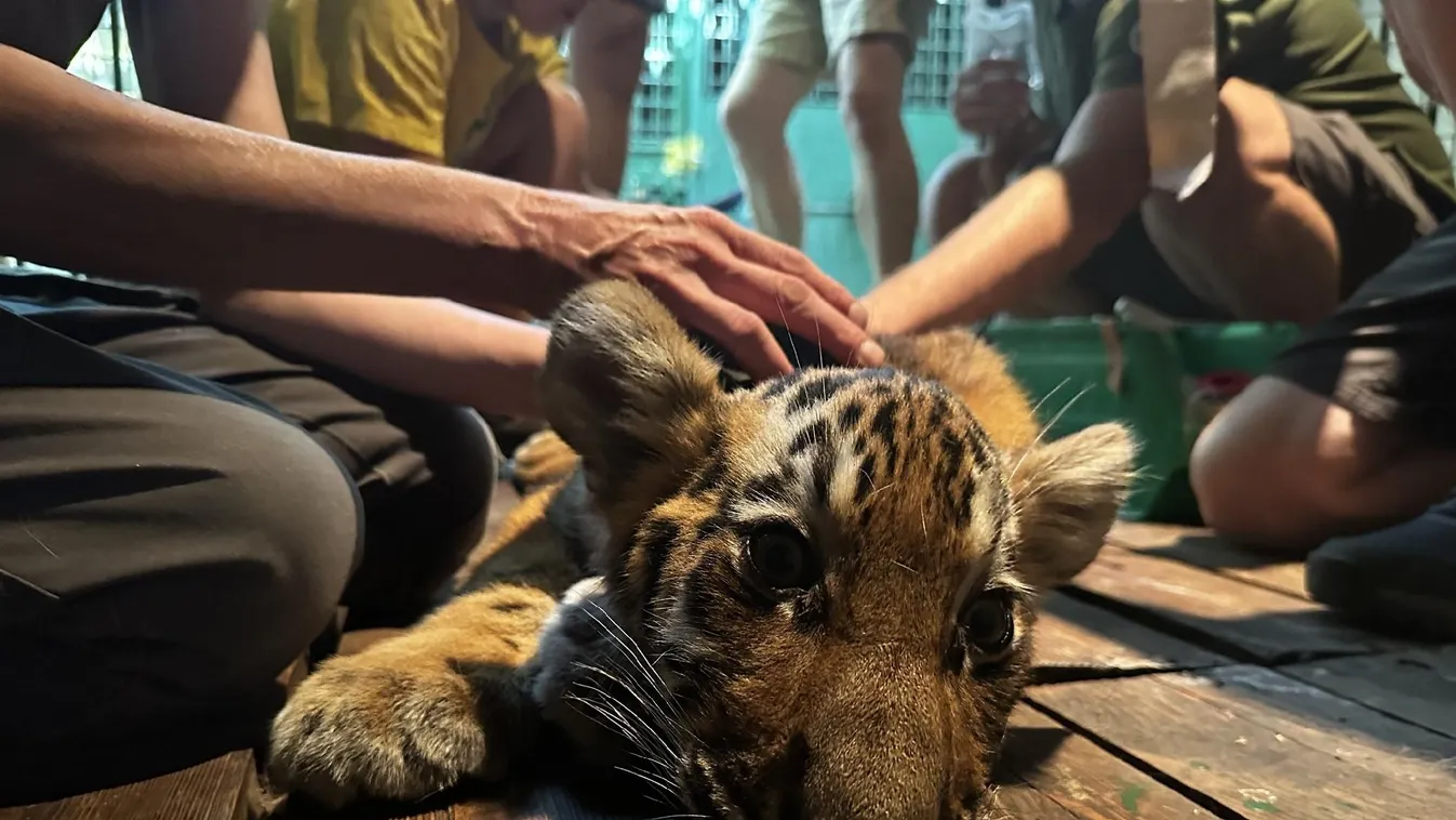 Megrendítő veszteség érte a fővárosi állatkertet