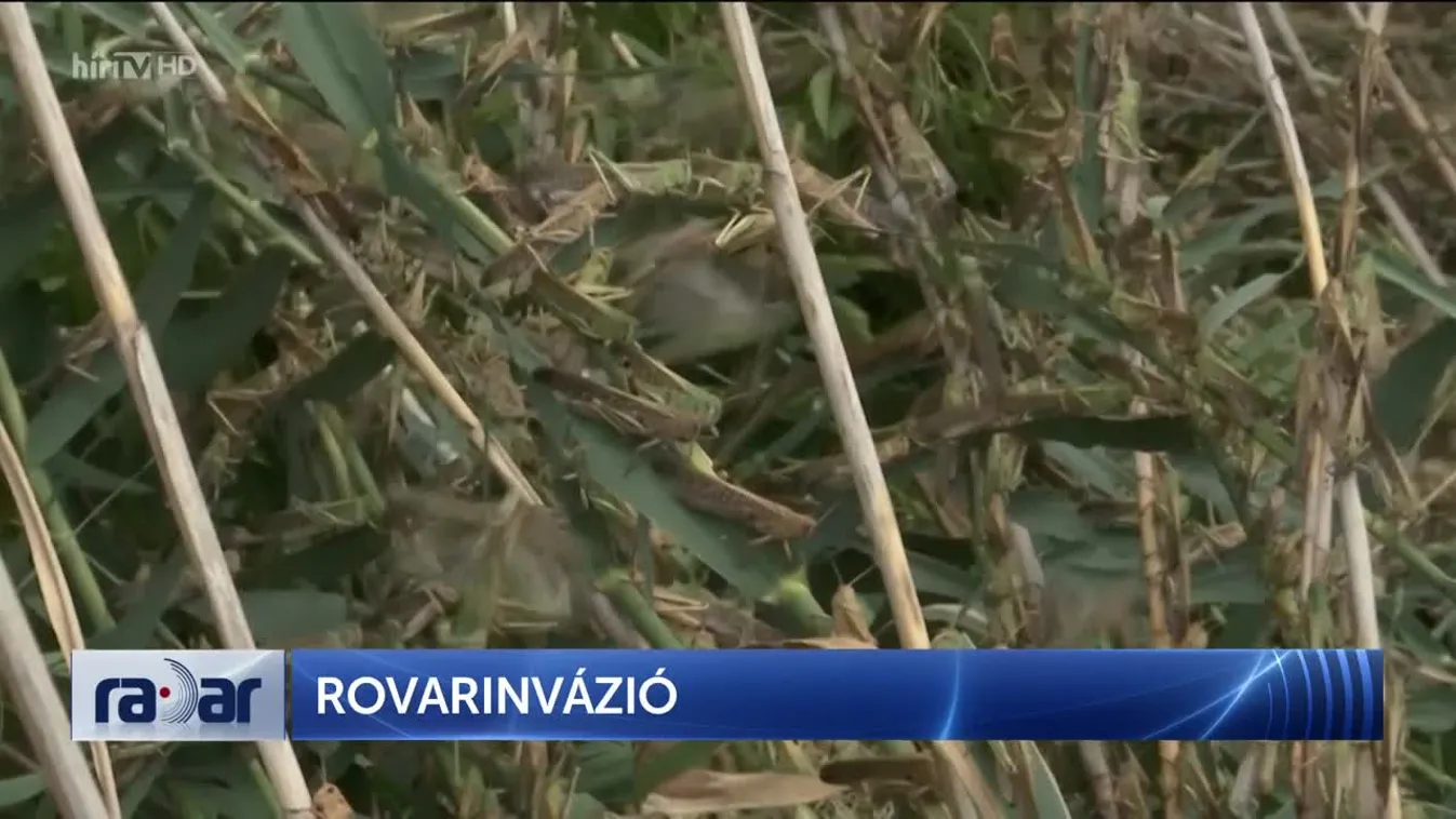 Radar – Rovarinvázió