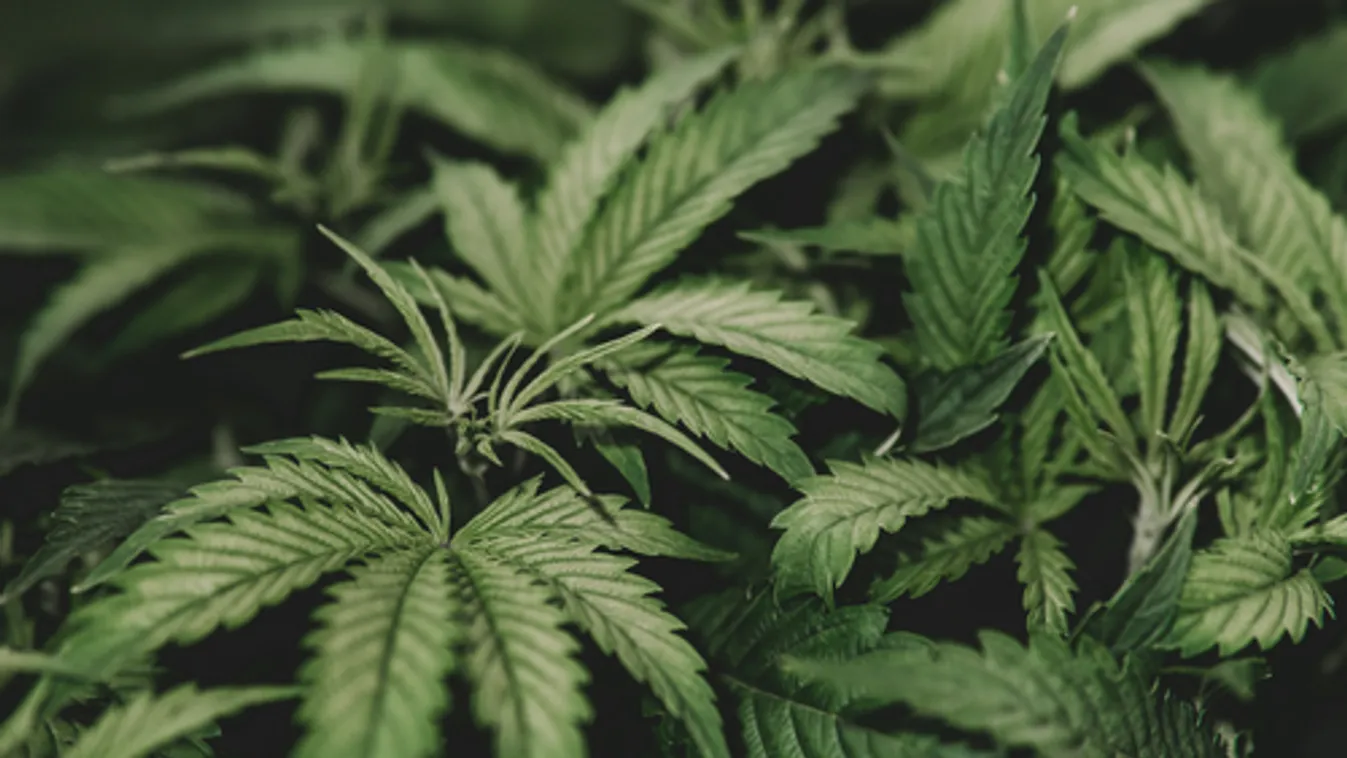 Az Egyesült Államokból érkezett kanapékba rejtettek marihuánát