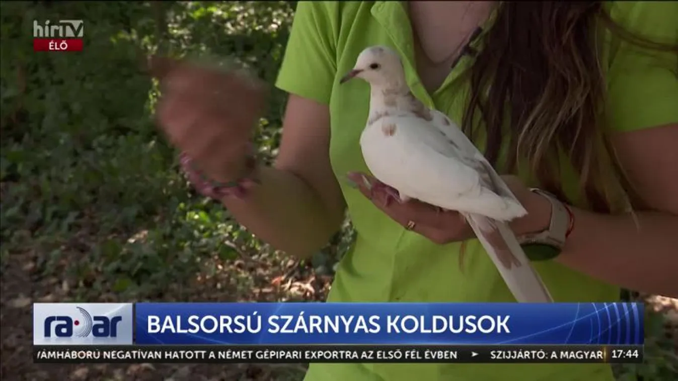 Radar – Balsorsú szárnyas koldusok