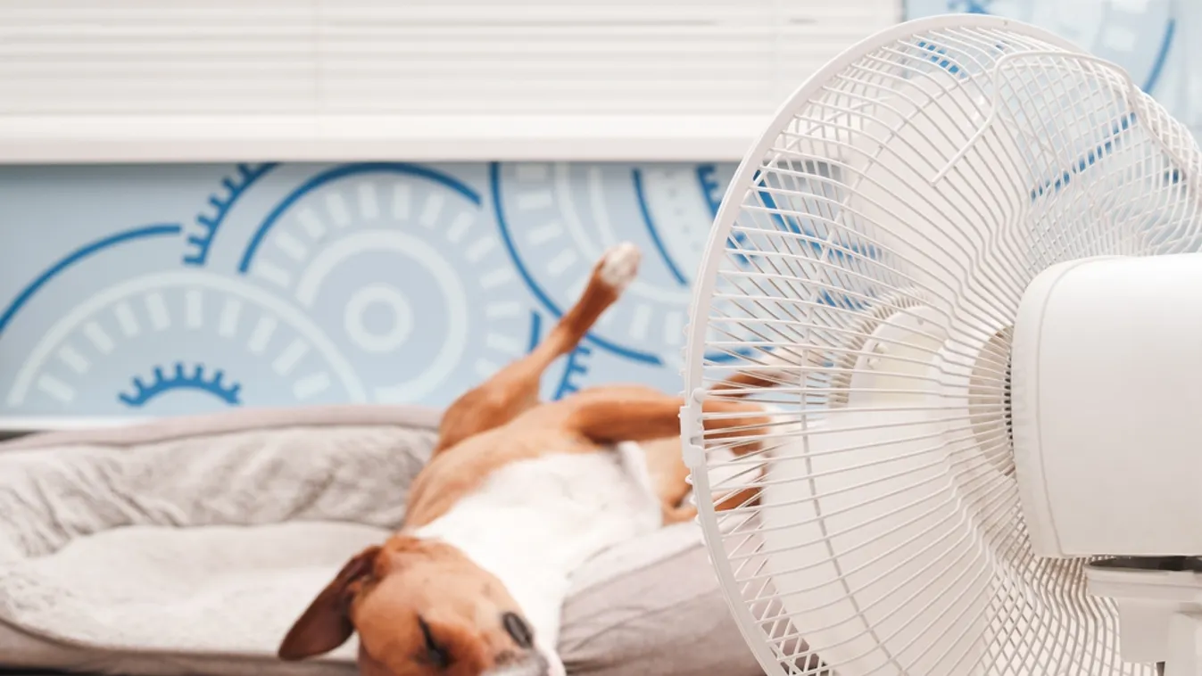 Kutyameleg lesz a hét hátralévő részében