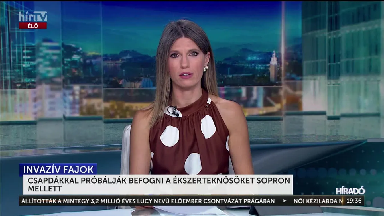 CSAPDÁKKAL PRÓBÁLJÁK BEFOGNI AZ ÉKSZERTEKNŐSÖKET SOPRON MELLETT