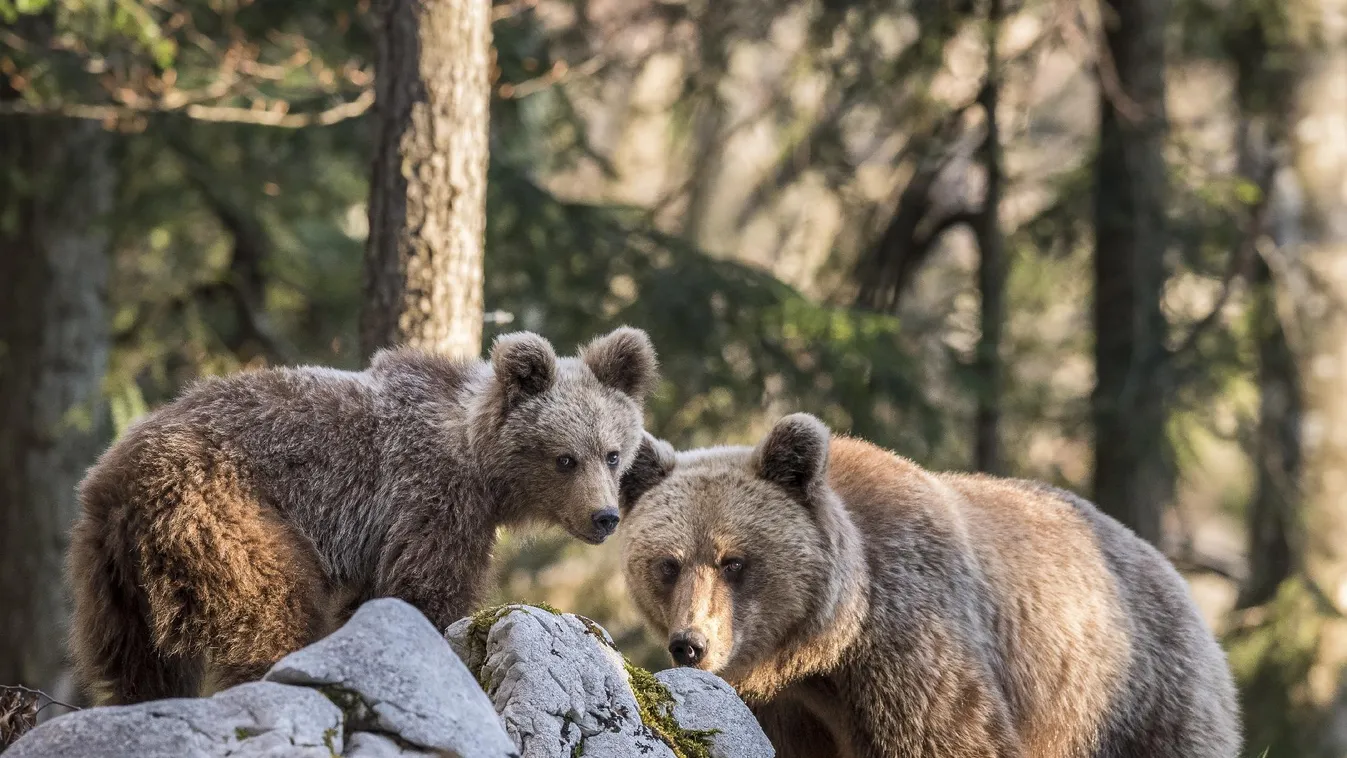 Felmérik a medveállományt Szlovákiában