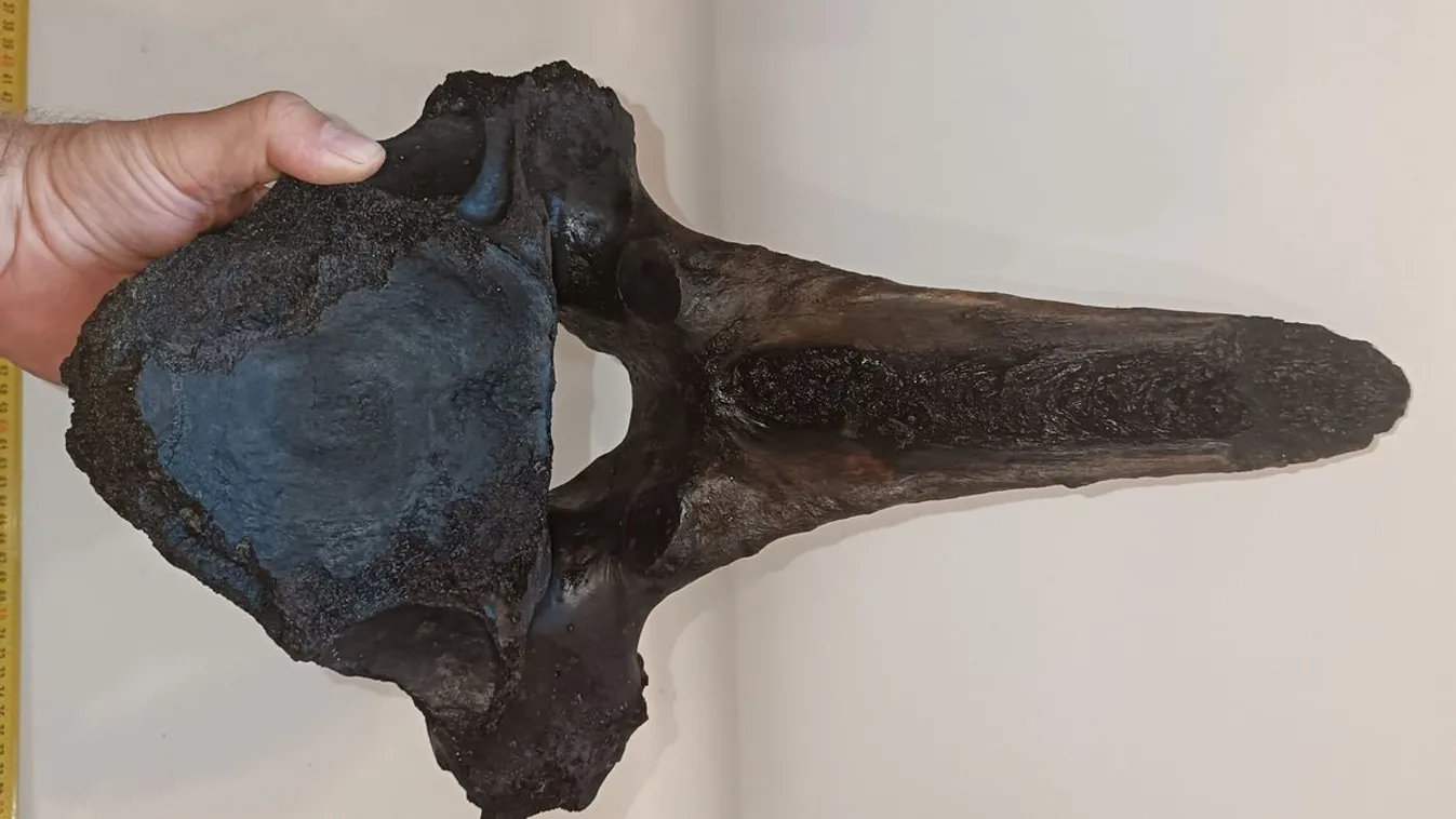 Nem akármilyen jégkorszaki lelet került elő a Tiszából