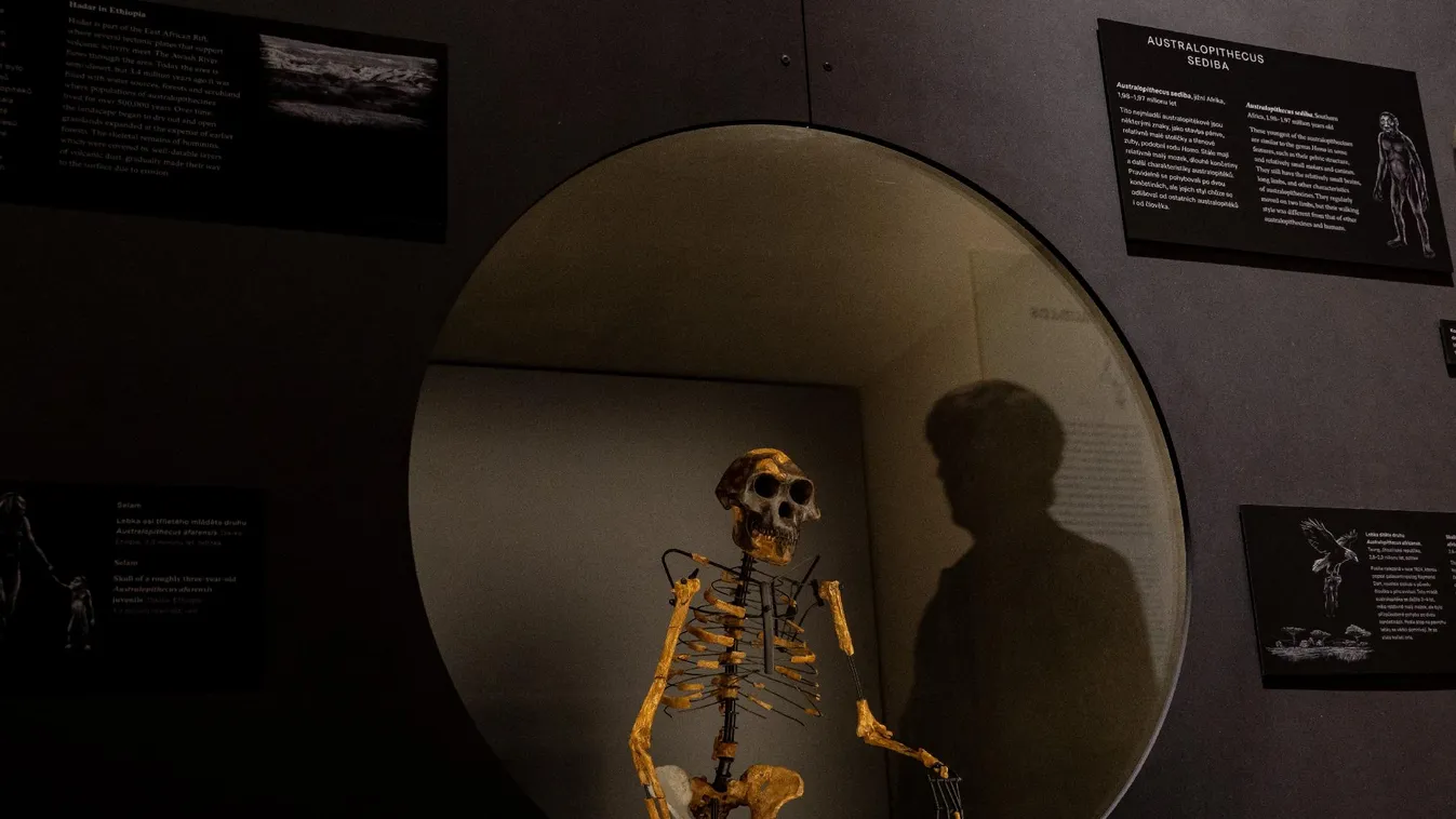 Először látható a Lucy nevű előember csontváza Európában