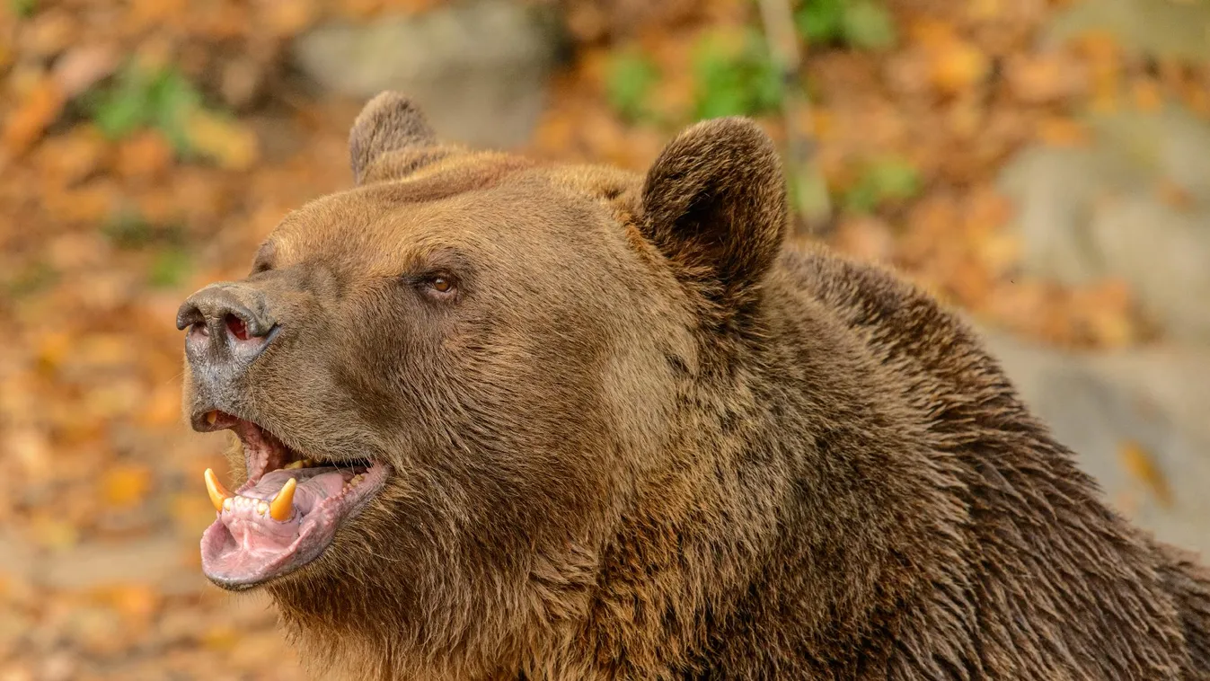 Megint megjelent a medve a borsodi településnél