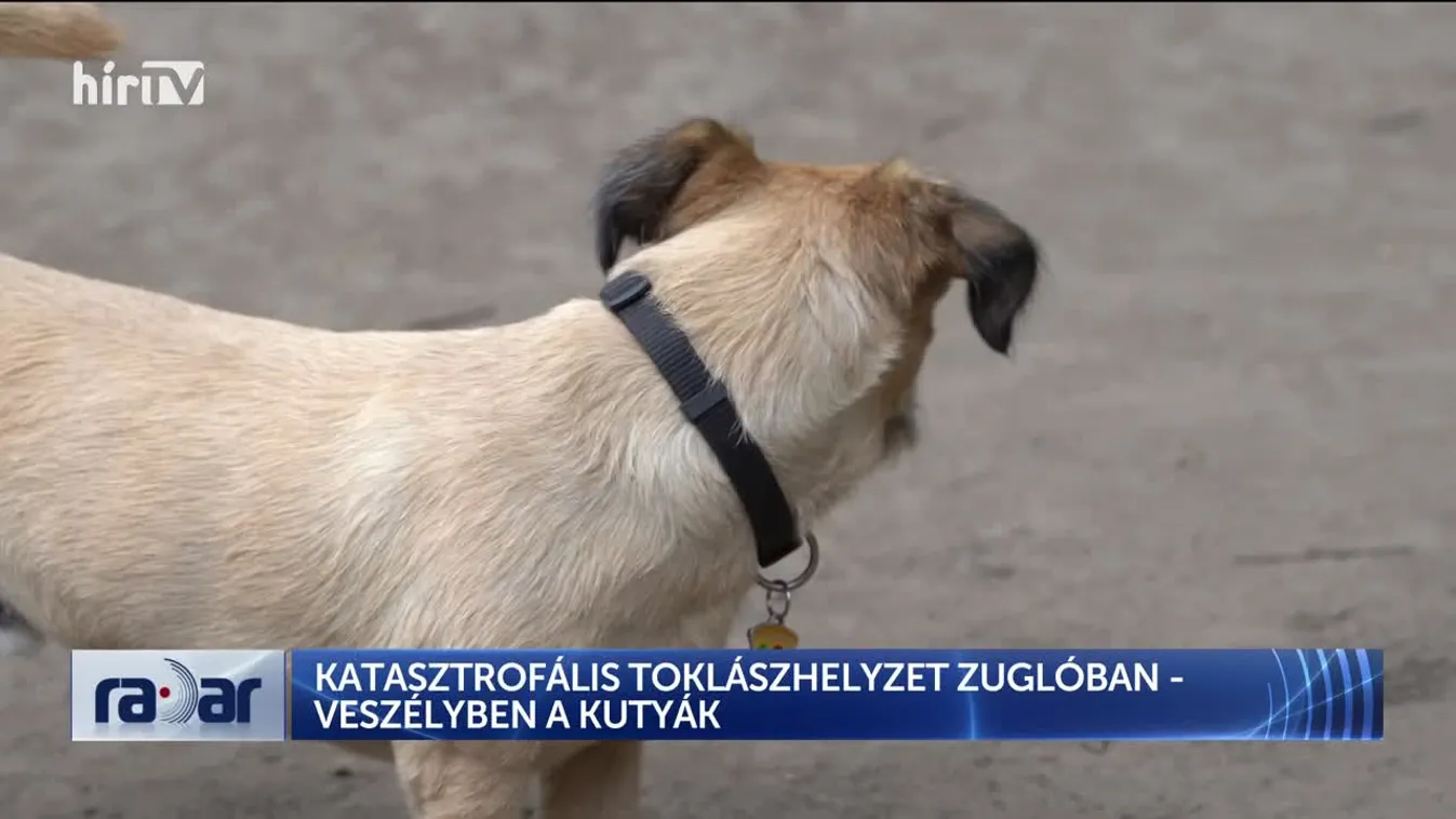 Radar - KATASZTROFÁLIS TOKLÁSZHELYZET ZUGLÓBAN - VESZÉLYBEN A KUTYÁK