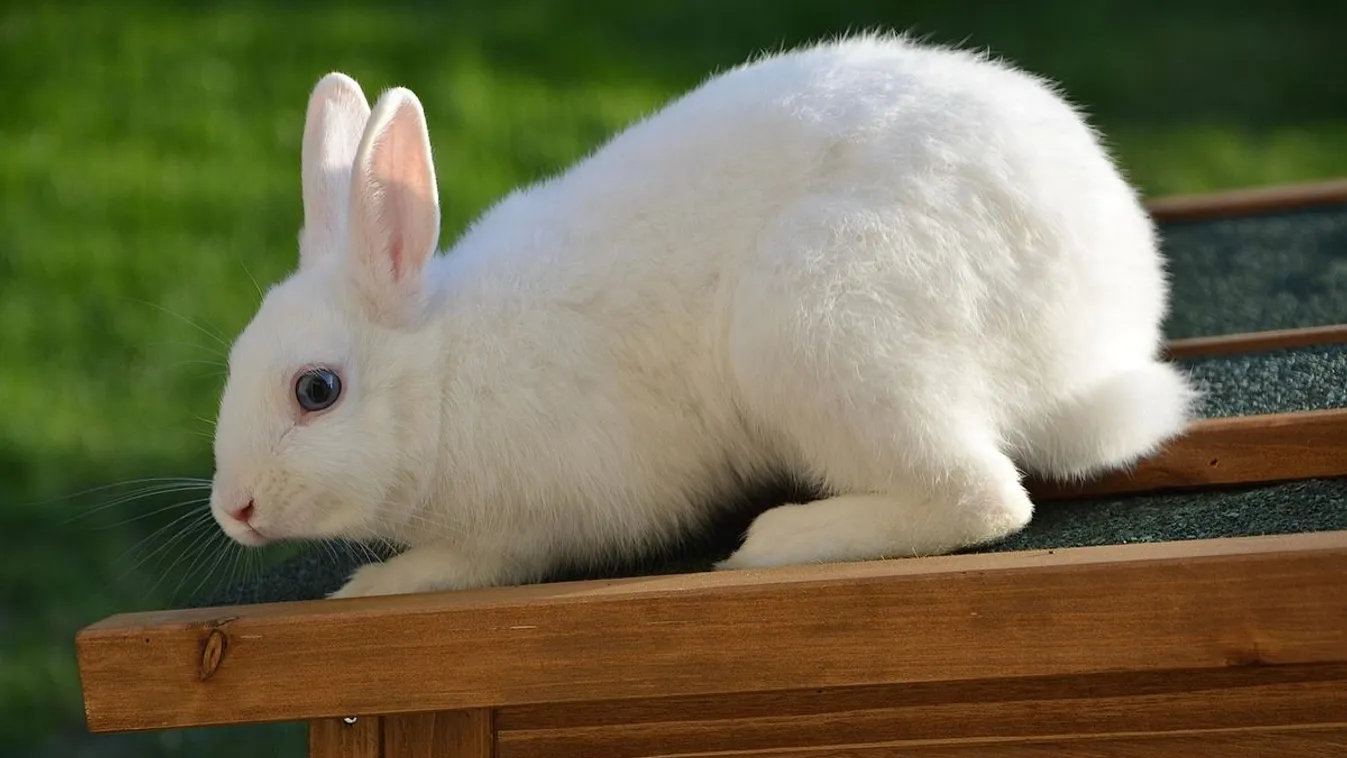 Egészen sokkoló megoldást kínál egy dán állatkert