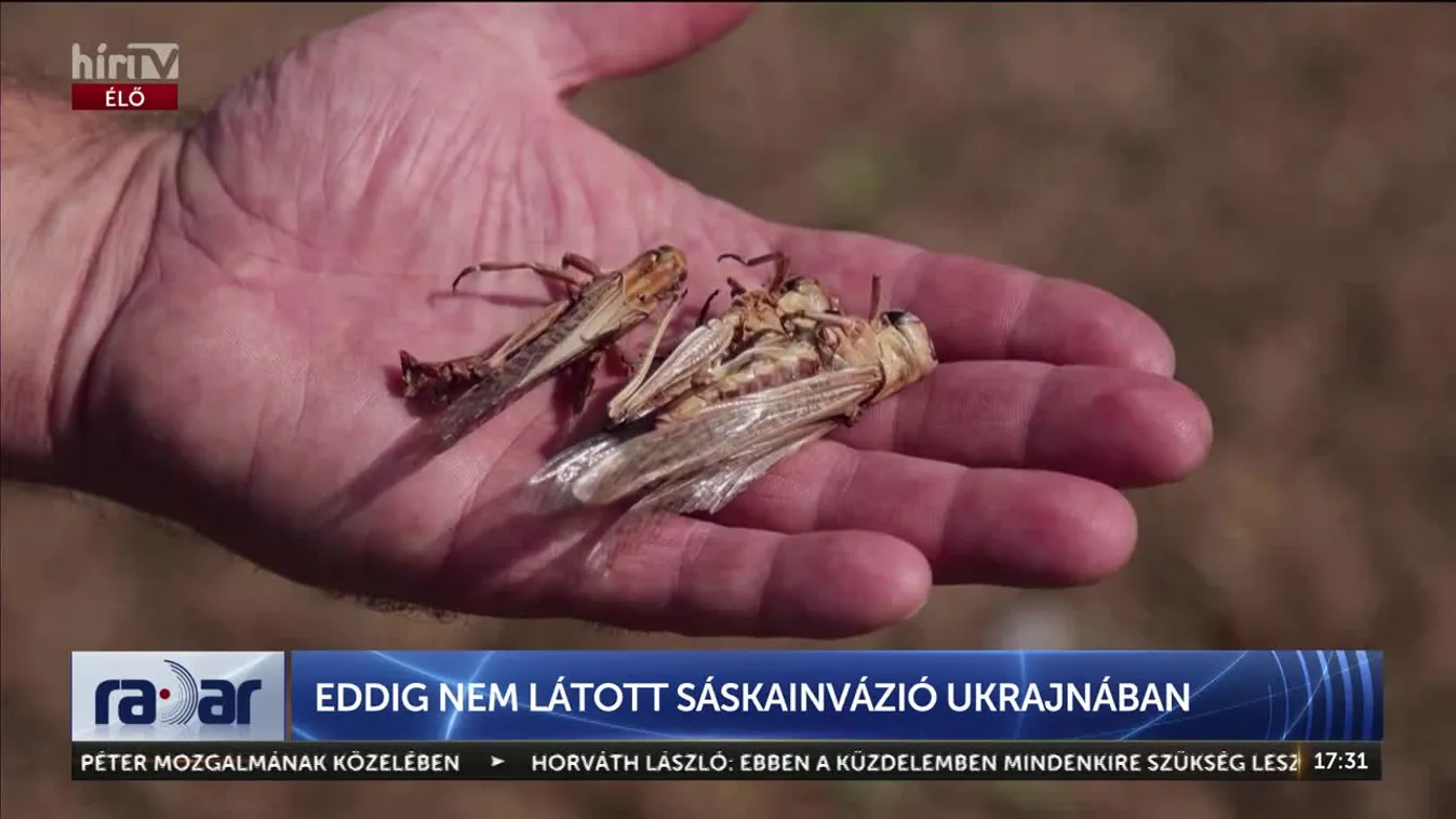 	Radar – Eddig nem látott sáskainvázió Ukrajnában