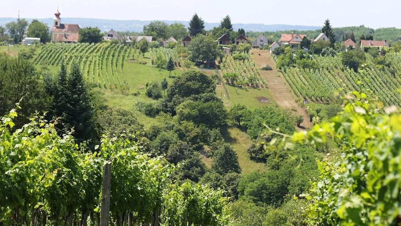 Elindult a szüret: kevesebb szőlő jut az őshonos fajtákból