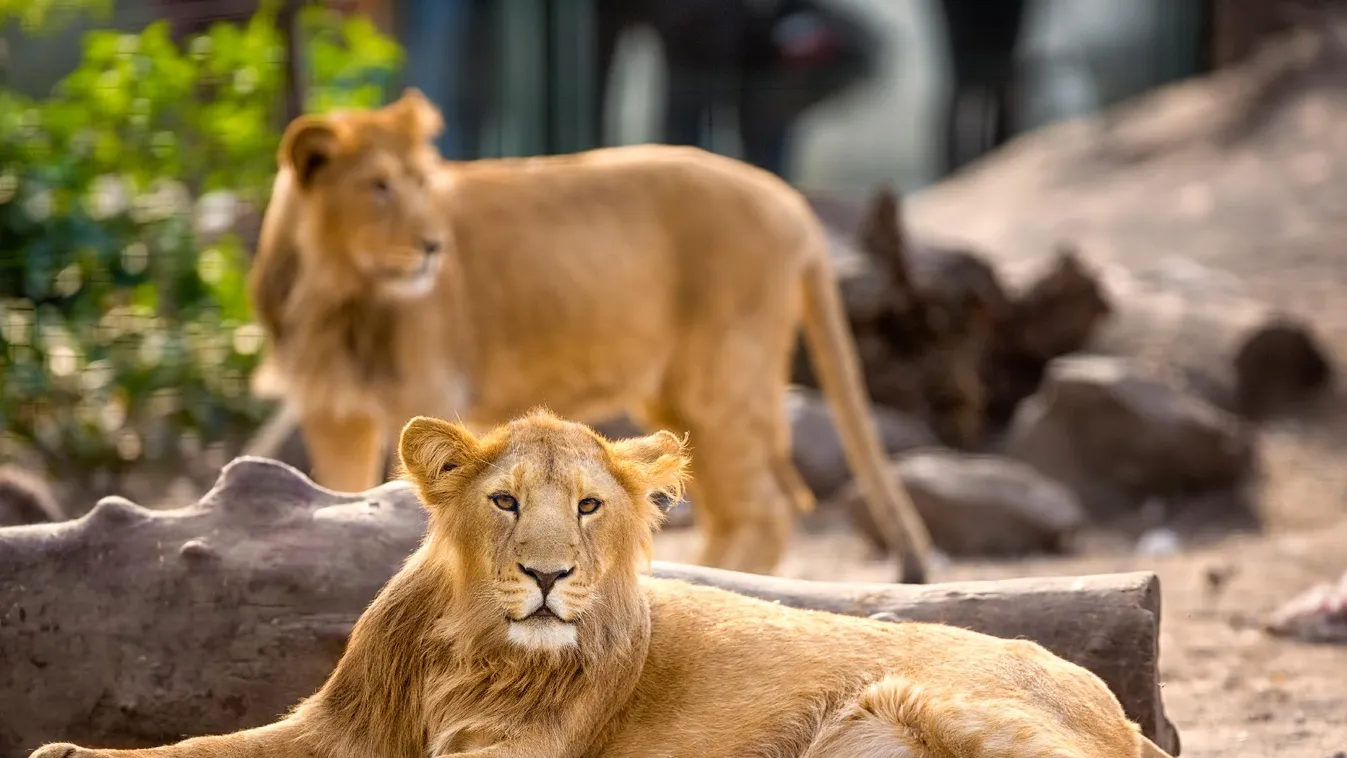 Ragadozók áldozata lett egy gondozó egy szafariparkban