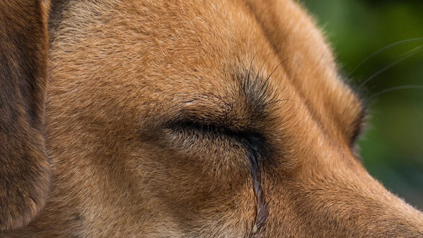 Különösen kegyetlen állatkínzó került rendőrkézre