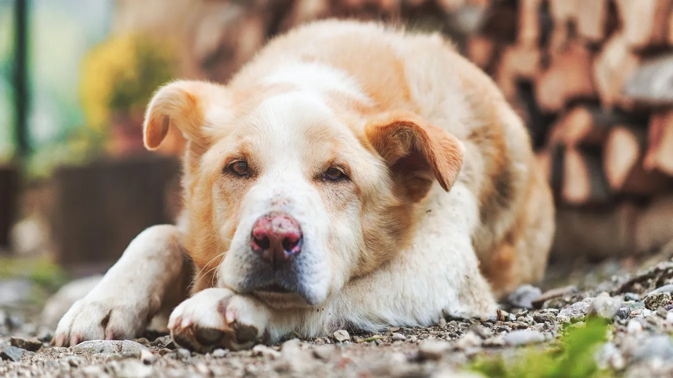 Szívszorító állatkínzás Tiszaalpáron – A kormány új törvénye szigorúan bünteti az állatkínzókat
