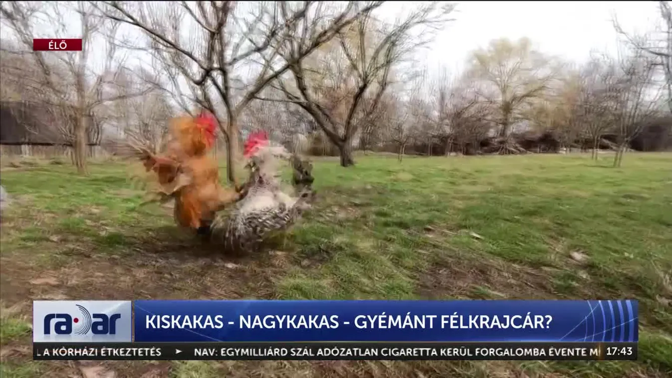 Radar - KISKAKAS - NAGYKAKAS - GYÉMÁNT FÉLKRAJCÁR?