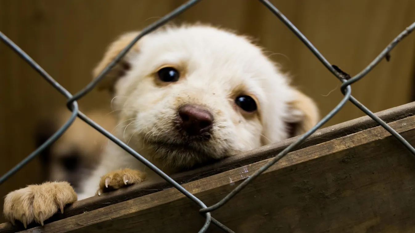 Brutális kegyetlenség: Autóval húzta kutyáját majdnem százzal – az állatkínzó nem úszta meg