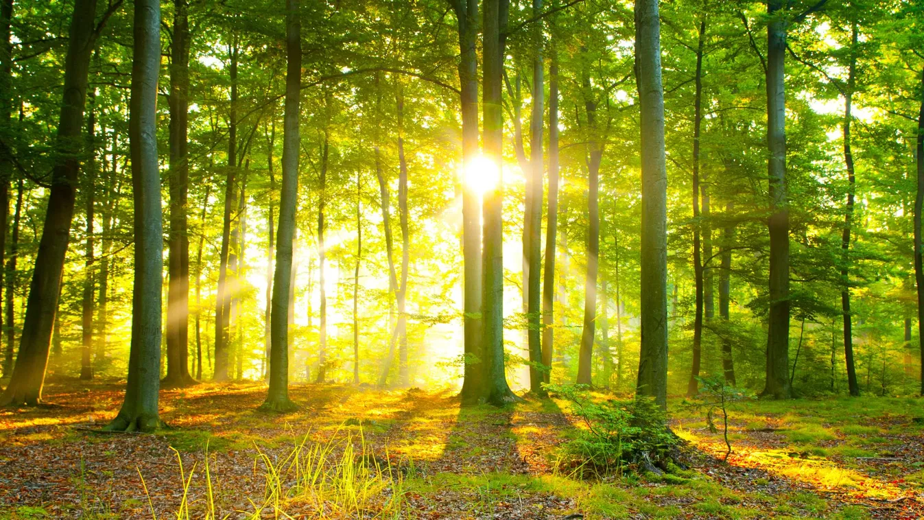 Itt a 29. Erdők Hete: ennek a kérdésnek az árnyékában élünk - a vízháztartás a kulcs?