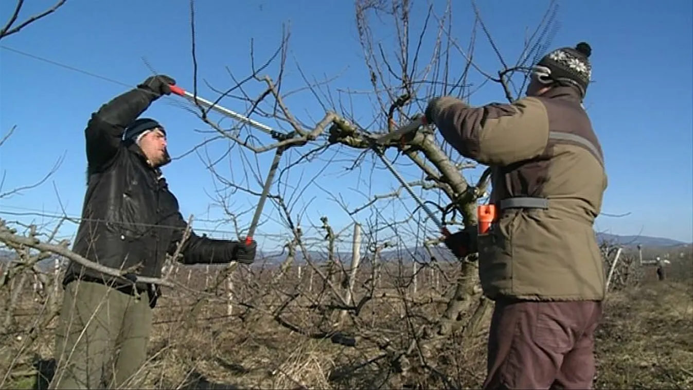 Javában tart a metszés – Soroló