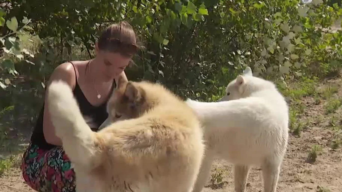 Radar - Kutyajó nyaralás