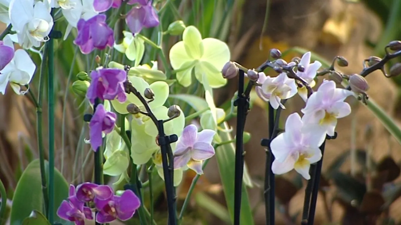 Egy hibrid különlegesség is megcsodálható