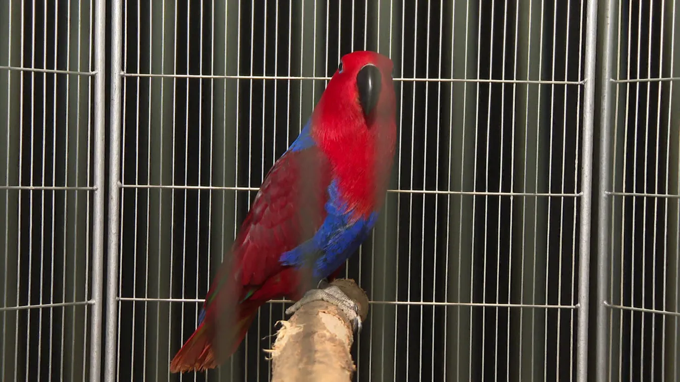 Zalaegerszeg ad otthont az 56. Nemzetközi Díszmadár Kiállításnak