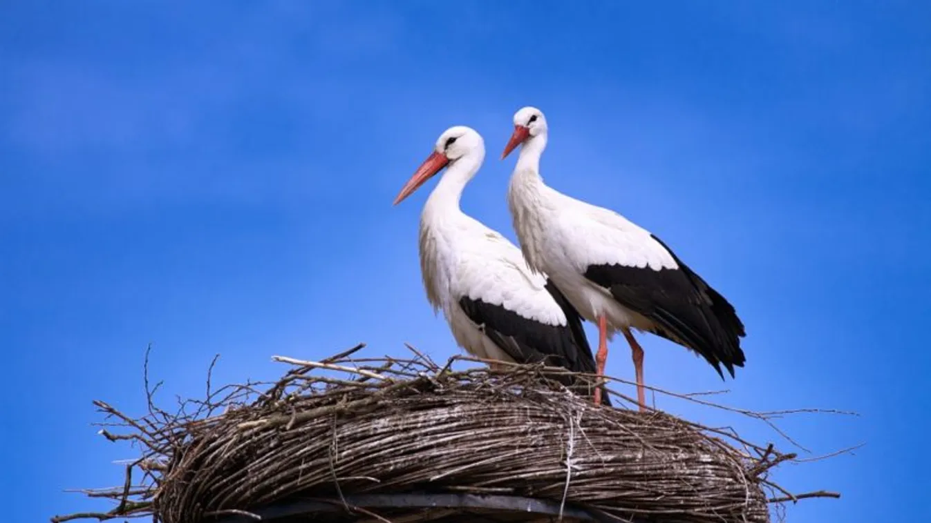 Elfoglalták új otthonukat a gólyák
