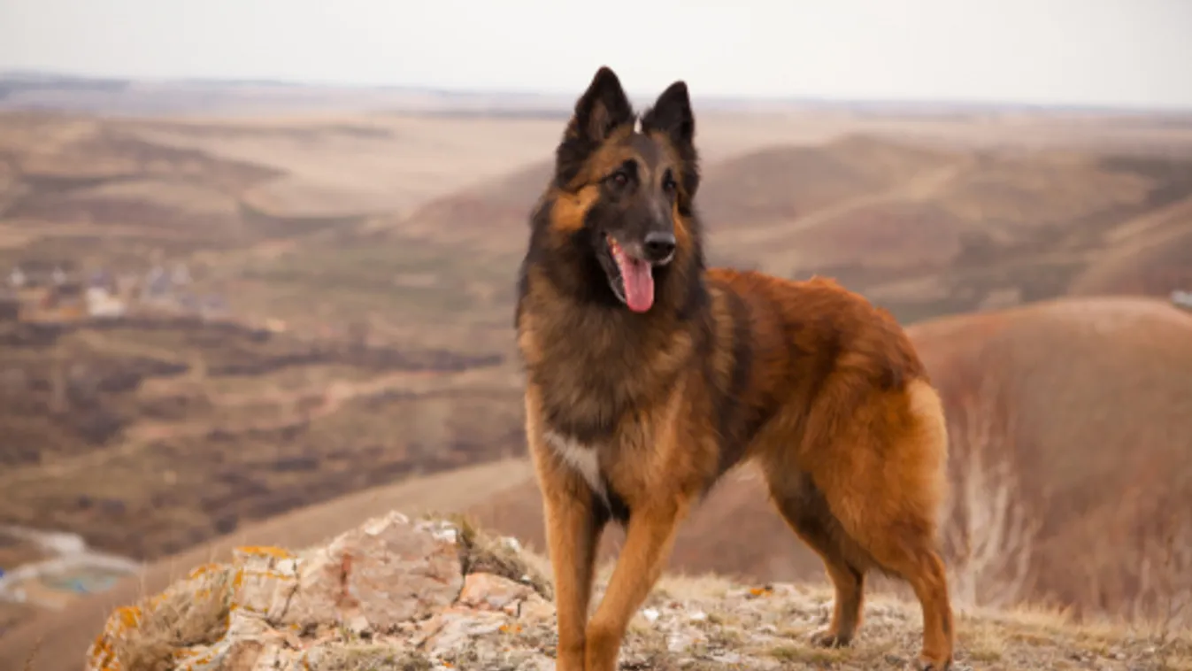 Kutyákat használnak régészeti leletek feltárására horvát archeológusok