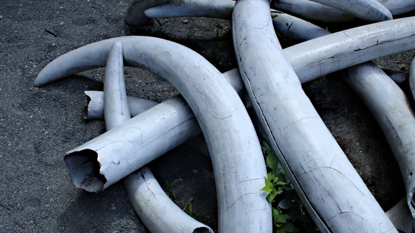 Rekordmennyiségű elefántcsontot foglaltak le Szingapúrban