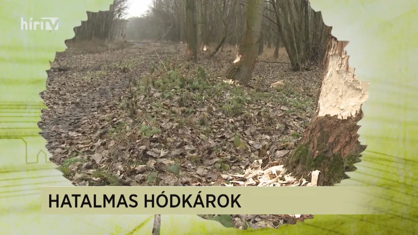 Soroló: Jelentős károkat okoznak a hódok