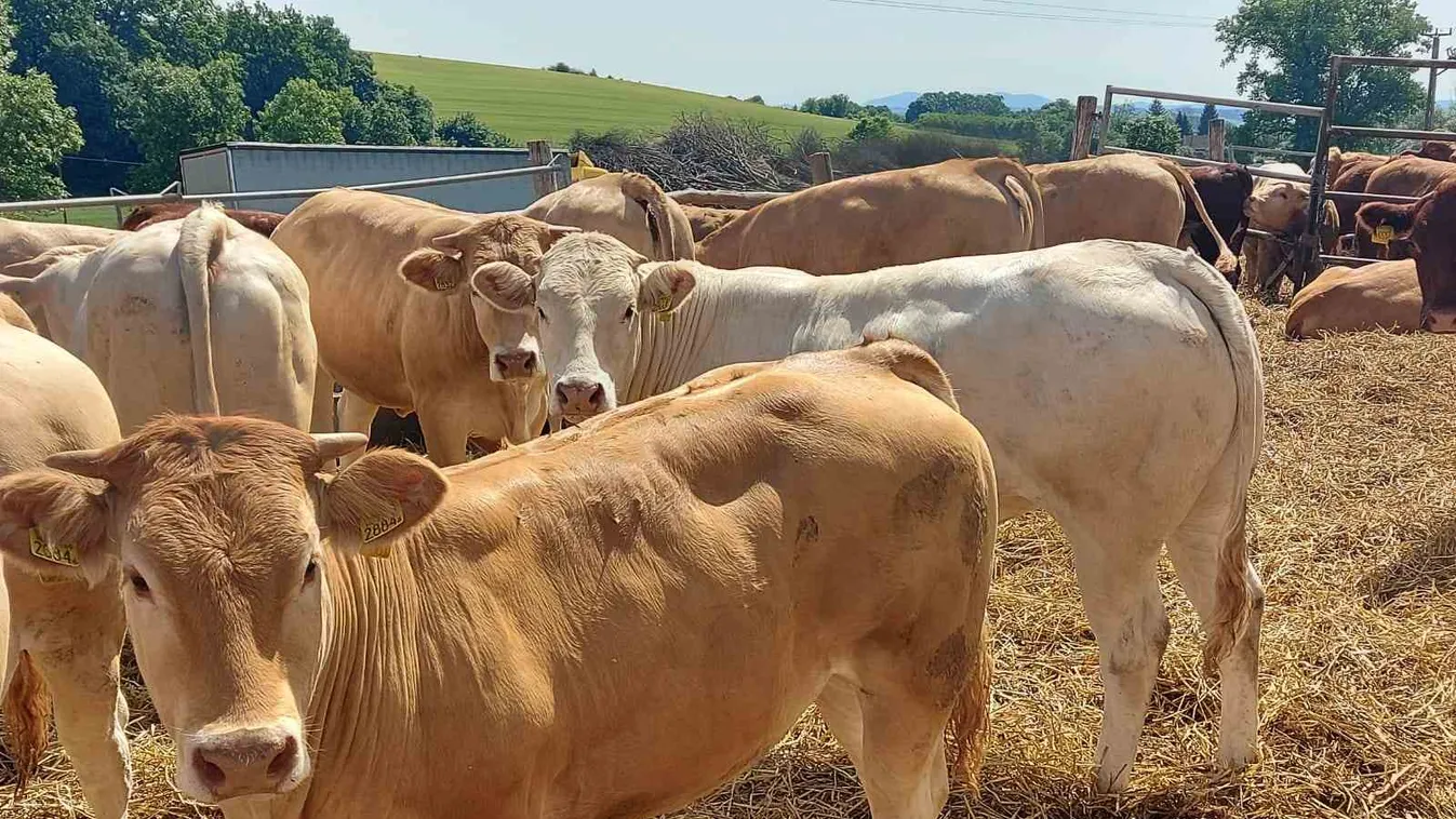 Szarvasmarhákat árverez a NAV