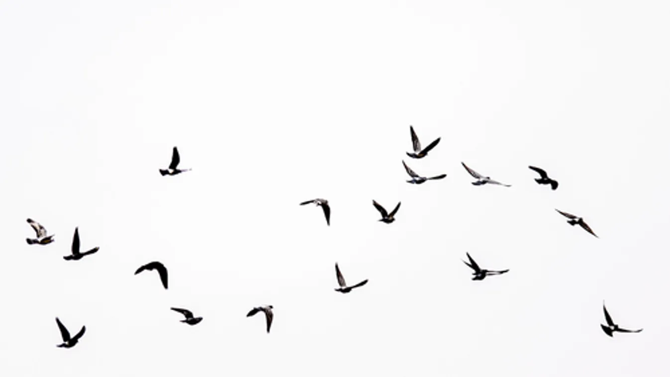 AM: jelentős madárvédelmi intézkedések történtek az áramszolgáltatók és a természetvédelem összefogásával