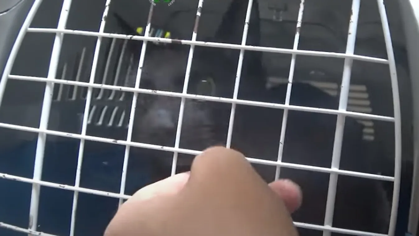 Liftaknába esett macskát mentettek az újbudai tűzoltók