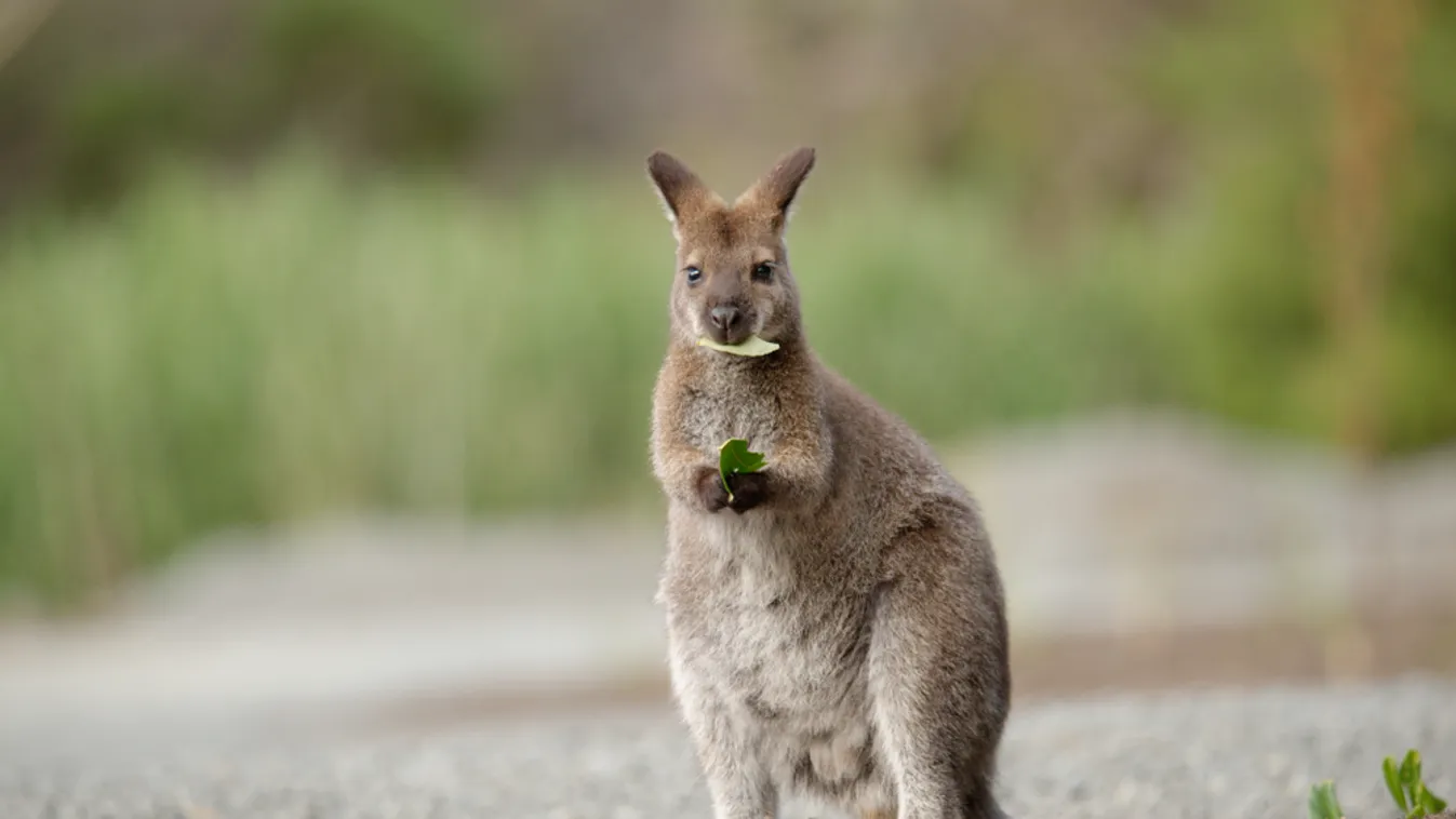 Kétezer kilogrammnyi élelmet dobtak már le a wallaby kenguruknak