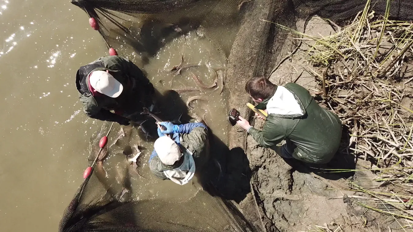 Zöldövezet: Új kihívásokat jelent a halgazdálkodásban az időjárás extrém megváltozása