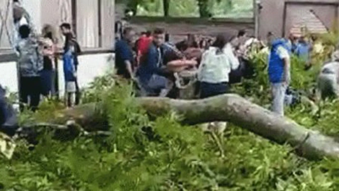 Turistákra zuhant egy platánfa ága Azerbajdzsánban