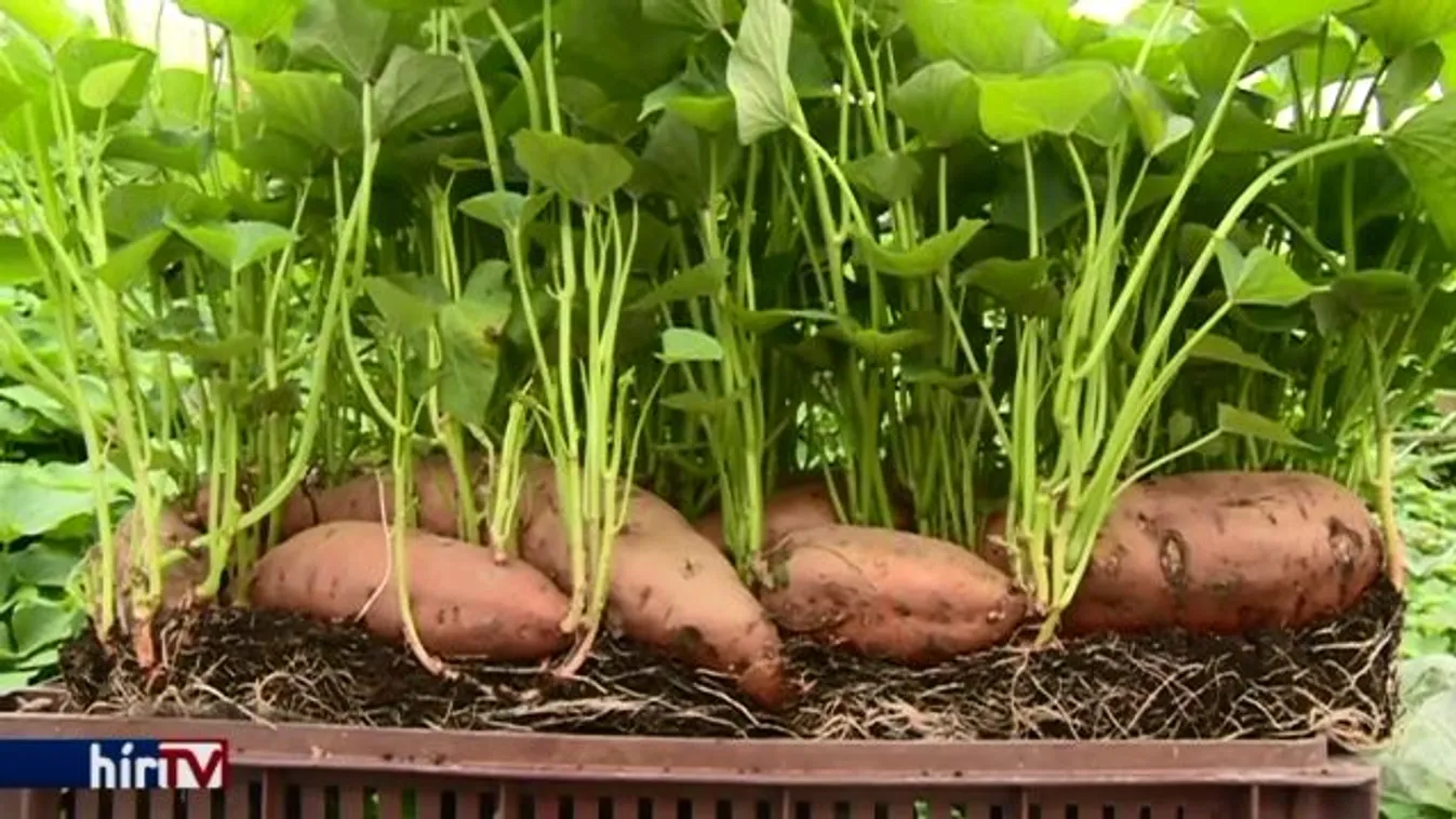 A batáta hazai karrierje