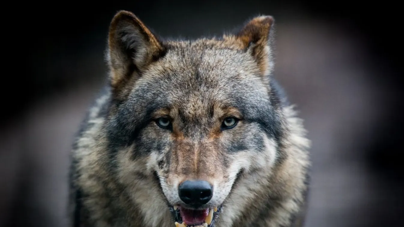 Ha emberek között nő fel egy farkas, akkor sem lesz teljesen szelíd