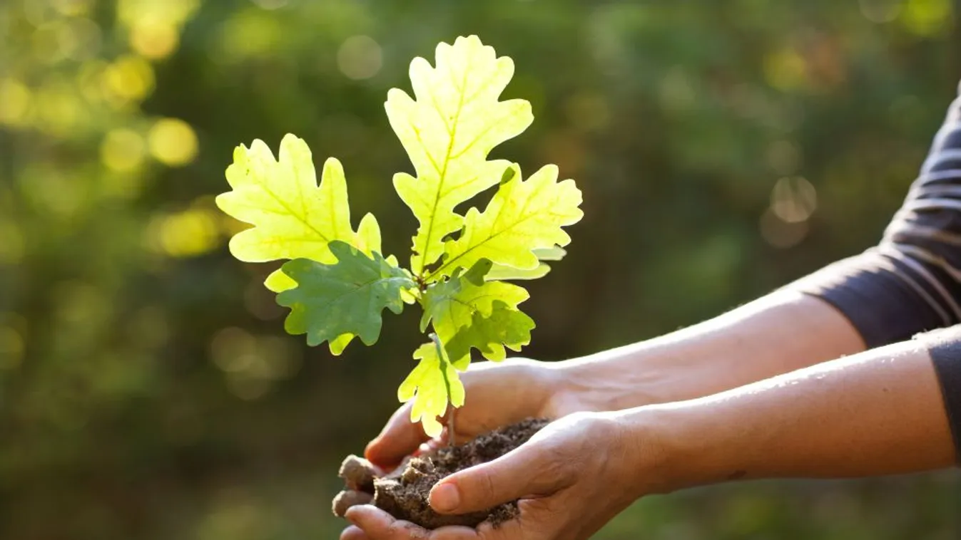 Így gyakorol jó hatást az élve születések száma az erdőtelepítésekre
