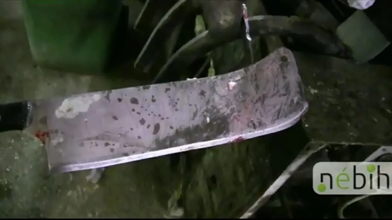 Illegális szarvasmarhavágást leplezett le a Nébih