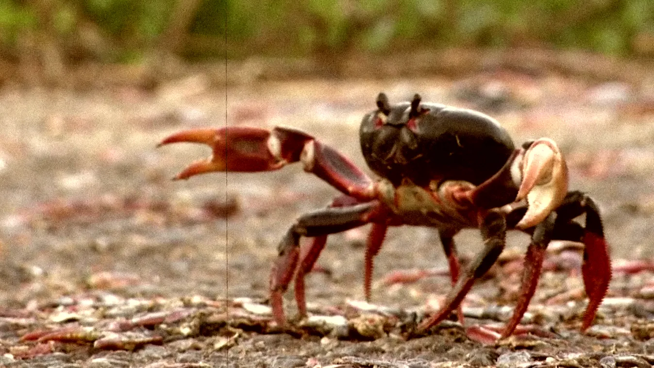 Radar: Különleges rákinvázió Kubában
