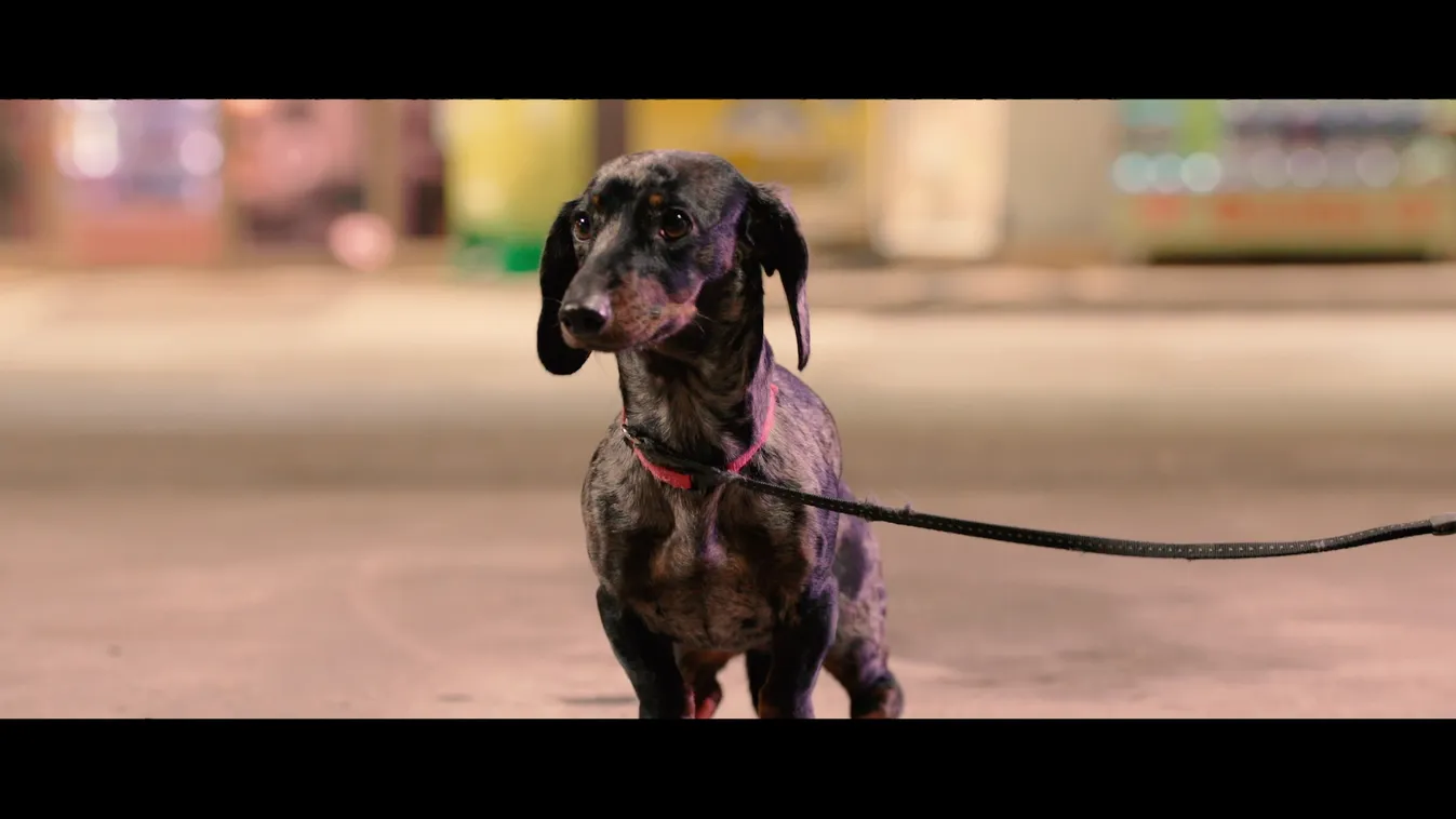 Jóval kevesebb kutya szökött meg a szilveszteri tűzijátéktól, mint korábban